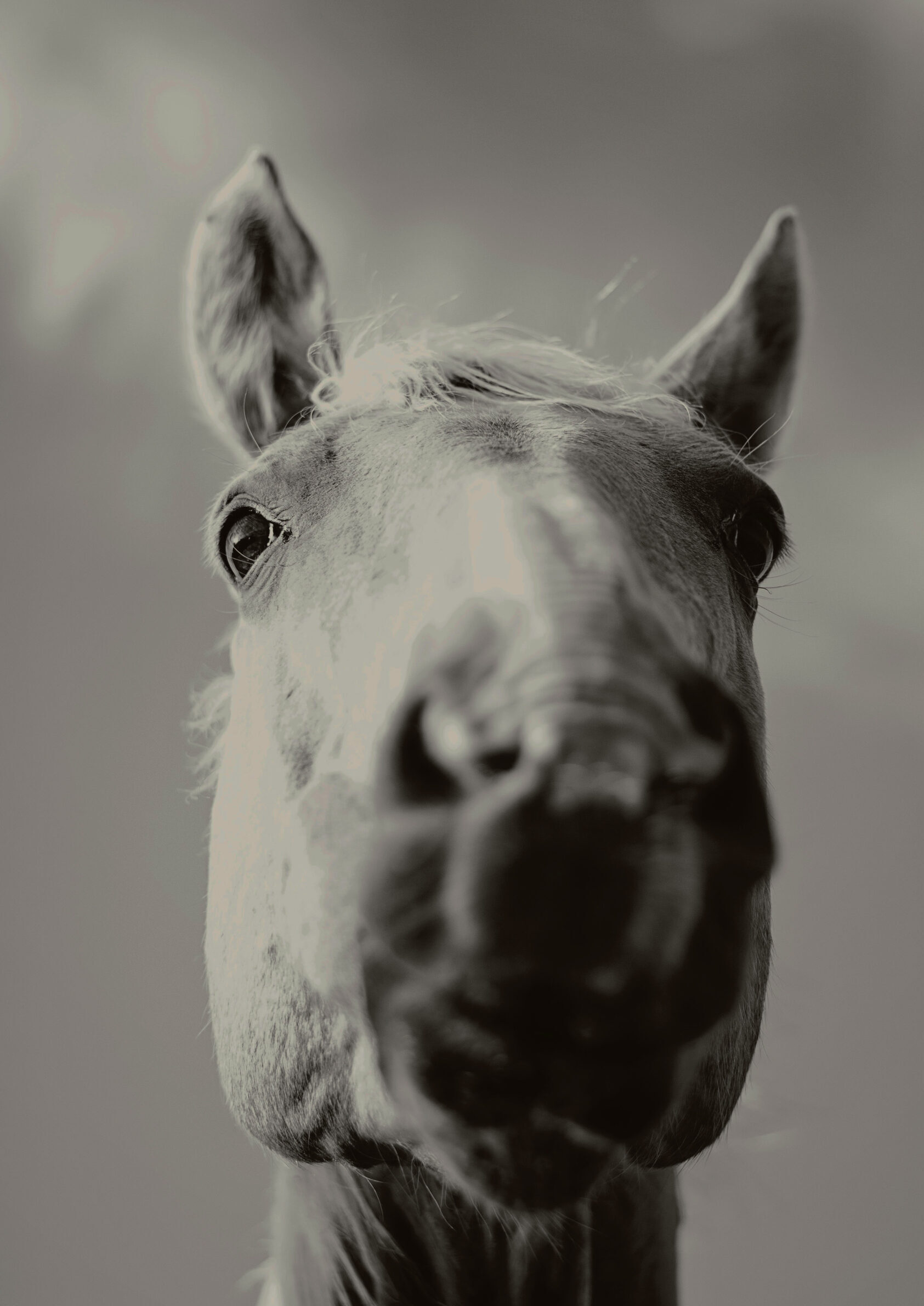 Zand eten bij paarden: Risico’s, Oorzaken en Oplossingen